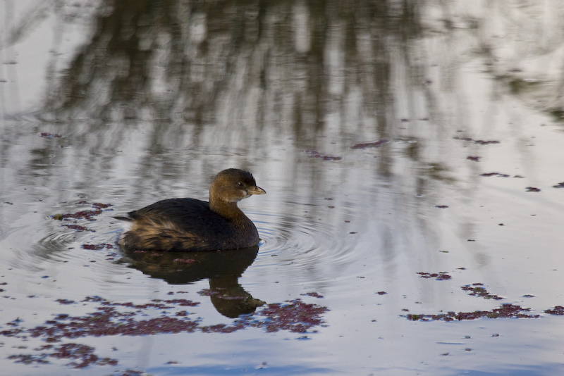 Pied-Billed Grebe